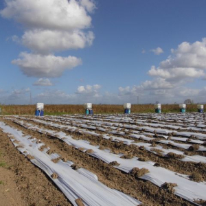 CARONI LAND IN FELICITY FOR SALE